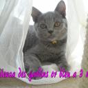 Articles de chatteriedesgardinsorbleu