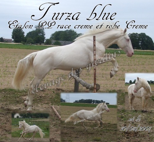 Turza blue