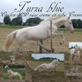 Turza blue